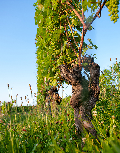 La Ganghija vineyards in the Langhe