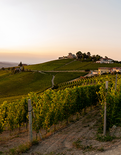 Detail of La Ganghija vineyards