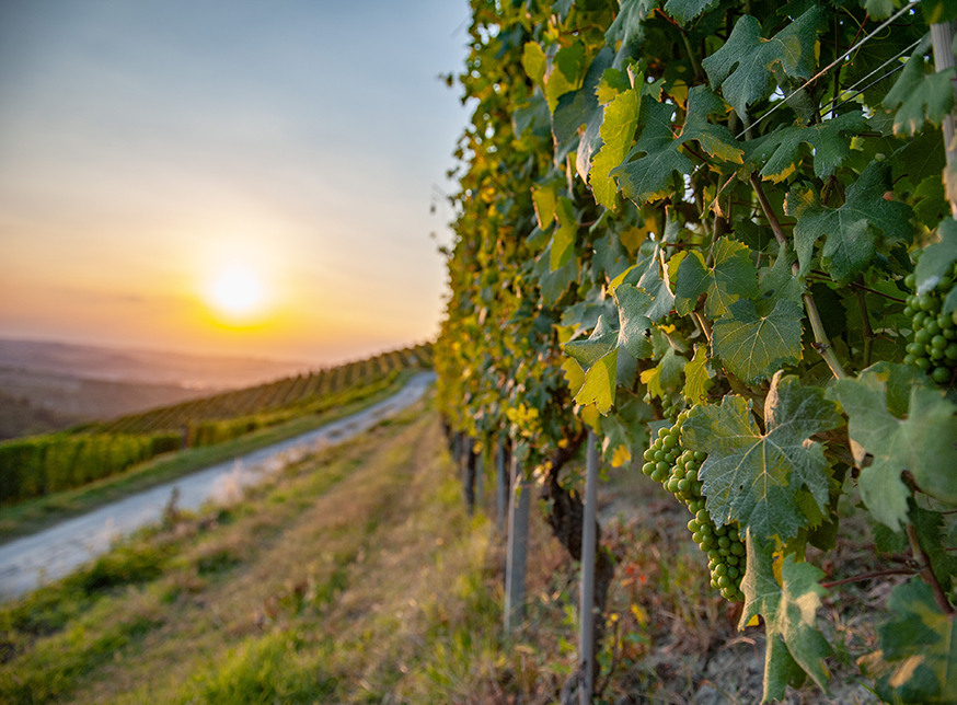 MGA Giacosa vineyard in Treiso